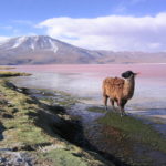 Voyage_Bolivie_Lama_Lagune_Colorado_Potosí
