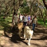 Vacances_Maurice_lion_walk