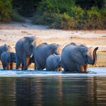 Des vacances mémorables lors d’un safari au Botswana