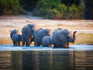 Des vacances mémorables lors d’un safari au Botswana