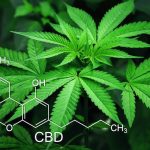 CBD cannabis, cannabidiol, en savoir plus.